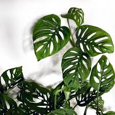 One Of My Favorite Plant Babies My Beautiful Monstera Adansonii Monsteraadansonii Jungalowstyle Houseplanthome House Plants Pretty Plants Plants