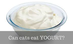 It is not easy for a cat owner to know the kind of foods their pet will take. Can Cats Eat Yogurt Best Type And Health Benefits Cattention