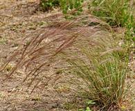 Image result for Aristida stipoides