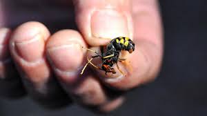 We did not find results for: Un Agriculteur De 58 Ans Tue Par La Piqure D Un Frelon Asiatique