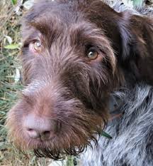 For the other small dog in the home. Griffon Gundogs Llc Home Facebook