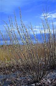 Image result for Vandellia humilis