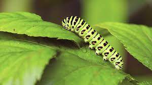 They are signs of life and balance in the garden. How To Protect Your Flowers From Caterpillar Pests
