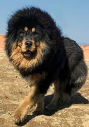 The whole appearance is impressive, with a solemn but kindly expression. Tibetan Mastiff Care A Lot Pet Supply