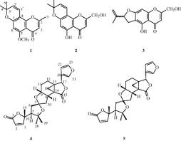 Image result for Ptaeroxylaceae