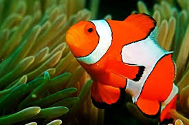 Selain itu, ikan air tawar hias seperti ikan mas juga semakin digandrungi. Perbedaan Ikan Nemo Air Tawar Dan Laut Yang Harus Kamu Tahu