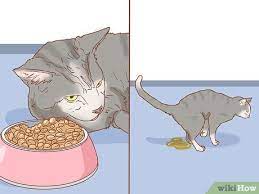 Typically, a cat will need about 30 calories a day per pound of. How To Diagnose The Cause Of A Swollen Abdomen In Cats 10 Steps