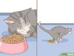 Are kept on a vegan or vegetarian diet. How To Diagnose The Cause Of A Swollen Abdomen In Cats 10 Steps
