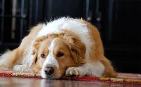 Check spelling or type a new query. Australian Shepherd Mix 20 Interesting Aussie Cross Breeds Petmoo