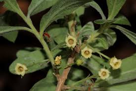 Image result for Diospyros lycioides