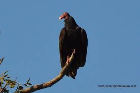 Birds Of Upstate Ny Turkey Vulture Bald Eagle Animals Eagles