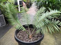 Image result for Encephalartos umbeluziensis