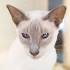 Lilac Point Siamese Cats - Siamese Cats and Kittens