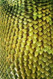 Stock Xchng Lizard Skin Texture Stock Photo By Msdotty Id 1031673 Texture Photography Texture Drawing Texture Art