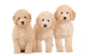 We are a responsible breeder with a well planned goldendoodle and pyredoodle breeding program. How To Adopt Teddybear Goldendoodles