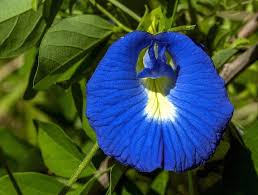 Image result for Clitoria ternatea