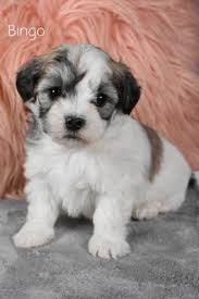 Keystone puppies has a puppy finder feature setting you up to find and buy a dog perfect for your home. Havapoo Puppies For Sale In Oh Lancaster Puppies