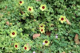 Image result for Hibiscus calyphyllus