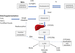 What are the best vitamins for vitamin d? Vitamin D Testing And Treatment A Narrative Review Of Current Evidence In Endocrine Connections Volume 8 Issue 2 2019