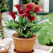 This lovely garden plant is also very popular around christmas, but toxic to cats and dogs. Calla Lily Toxic To Dogs Online