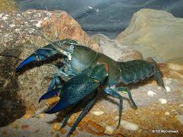 Animals that start with e. New Yabby Season Begins Silver Perch And Mussel Hatchery Plus Yabby Farm