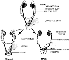 During menopause, the female reproductive system gradually stops making the female hormones necessary for the the female reproductive anatomy includes both external and internal structures. Differentiation Of The Male And Female Internal Genital Tracts From The Download Scientific Diagram