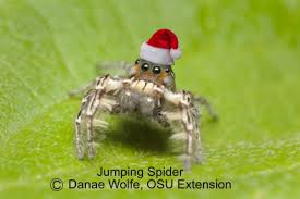 A small spider on my advocade tree. You Re A Mean One Mr Recluse Bygl