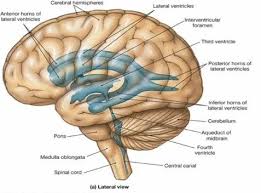 See Ya Doctor Part 28 Cranial Anatomy Anatomy And Physiology Physician Assistant