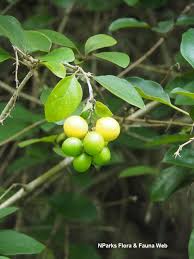 Image result for Gmelina