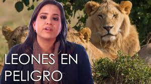 Existen muchos elementos en el mundo que han llevado a los números disminuidos de los leones marinos. Los Leones Estan En Peligro De Extincion Youtube