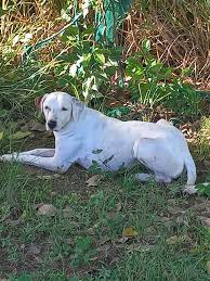 Saw this male dog...quite healthy in West Park Savannah this morning. Not  sure if lost or abandoned. Calm but not approachable. Please share.