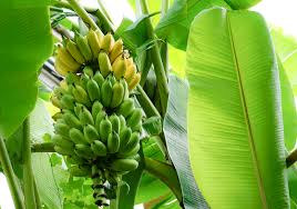  Banana image