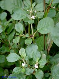 Image result for Trianthema