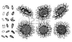 Foto Girasole Disegno Immagini E Vettoriali