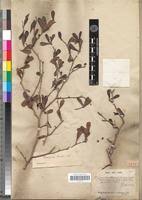 Image result for Terminalia boivinii