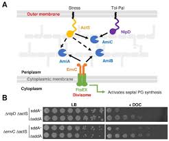 A novel peptidoglycan deacetylase modulates daughter cell separation in E.  coli | bioRxiv