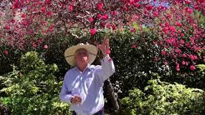 We did not find results for: Plant Features Weeping Peach Youtube