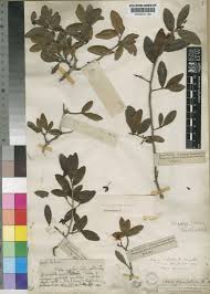 Image result for Ochna arborea