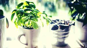 Indoor Apartment Gardening For Beginners