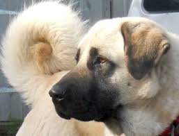 Anatolian Shepard Kangal Dog Anatolian Shepherd Dog Anatolian Shepherd