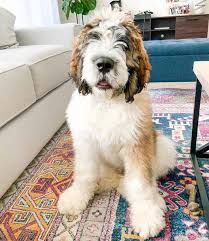 Check spelling or type a new query. What Is A Saint Bernard Poodle Mix St Berdoodle 101 With Photos Oodle Life
