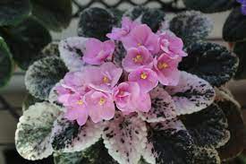 Pin On African Violets