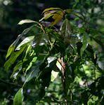 Image result for Malvaceae: Byttnerioideae, Helicteroideae