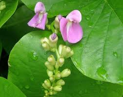 Image result for Canavalia cathartica