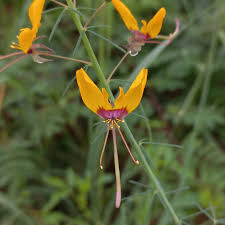 Image result for Cleome angustifolia