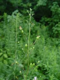 Image result for Polysphaeria lanceolata