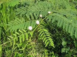 Image result for Mimosa pigra