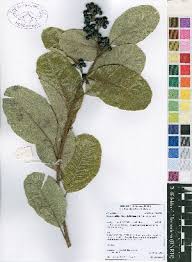 Image result for Ozoroa nitida