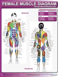 Free printable reflexology charts anatomy and health. Muscle Chart Template Free Download Speedy Template