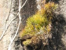 Image result for Phyllanthus caespitosus